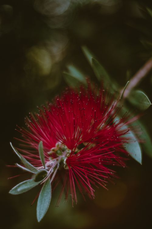 Free Closeup delicate red Callistemon flower growing on green shrub in garden at night Stock Photo