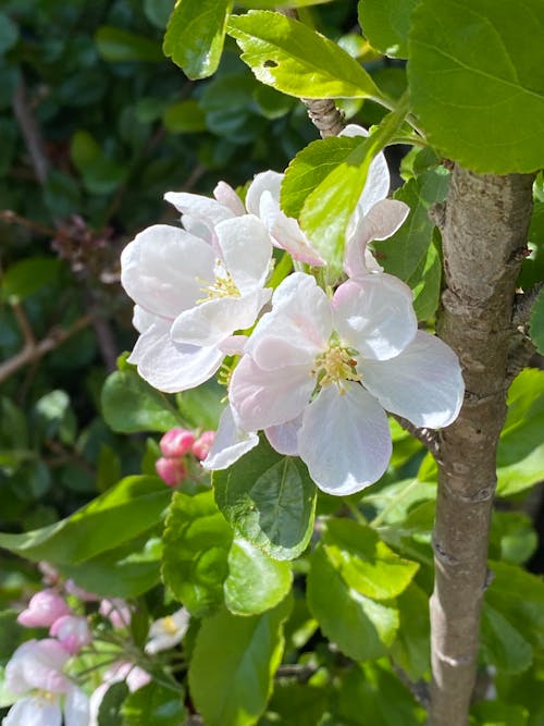 Kostenloses Stock Foto zu blühen, blumen, blüte