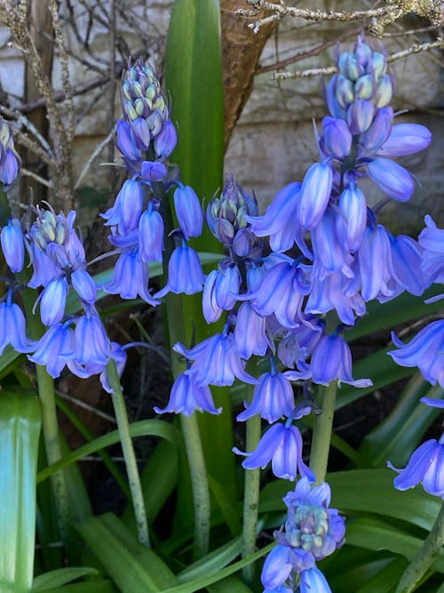 Kostenloses Stock Foto zu blühen, blumen, blüte