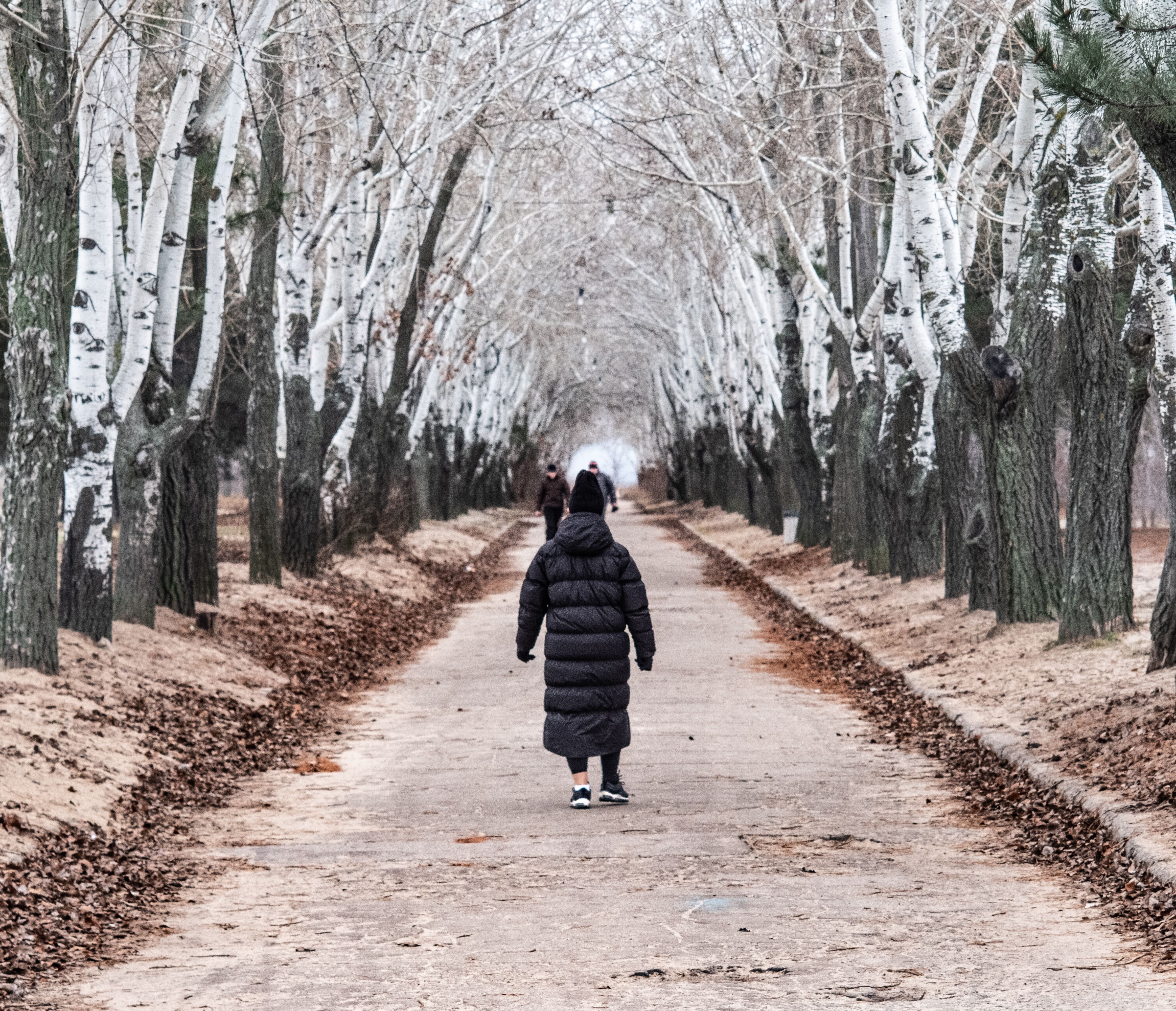 Person in Black Coat Walking on Pathway Between Trees · Free Stock Photo