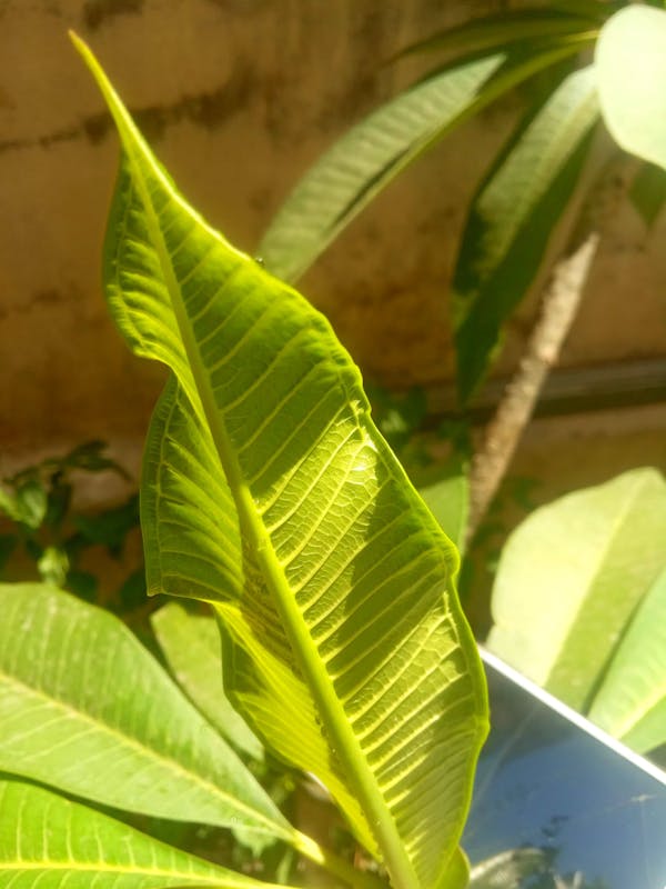 Ștergere parchet cu mop profesional