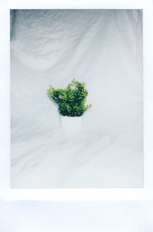 Безкоштовне стокове фото на тему «Polaroid, polaroid малюнок, біла ваза»