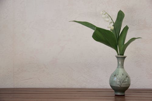 咲く花, 白い壁, 花器の無料の写真素材