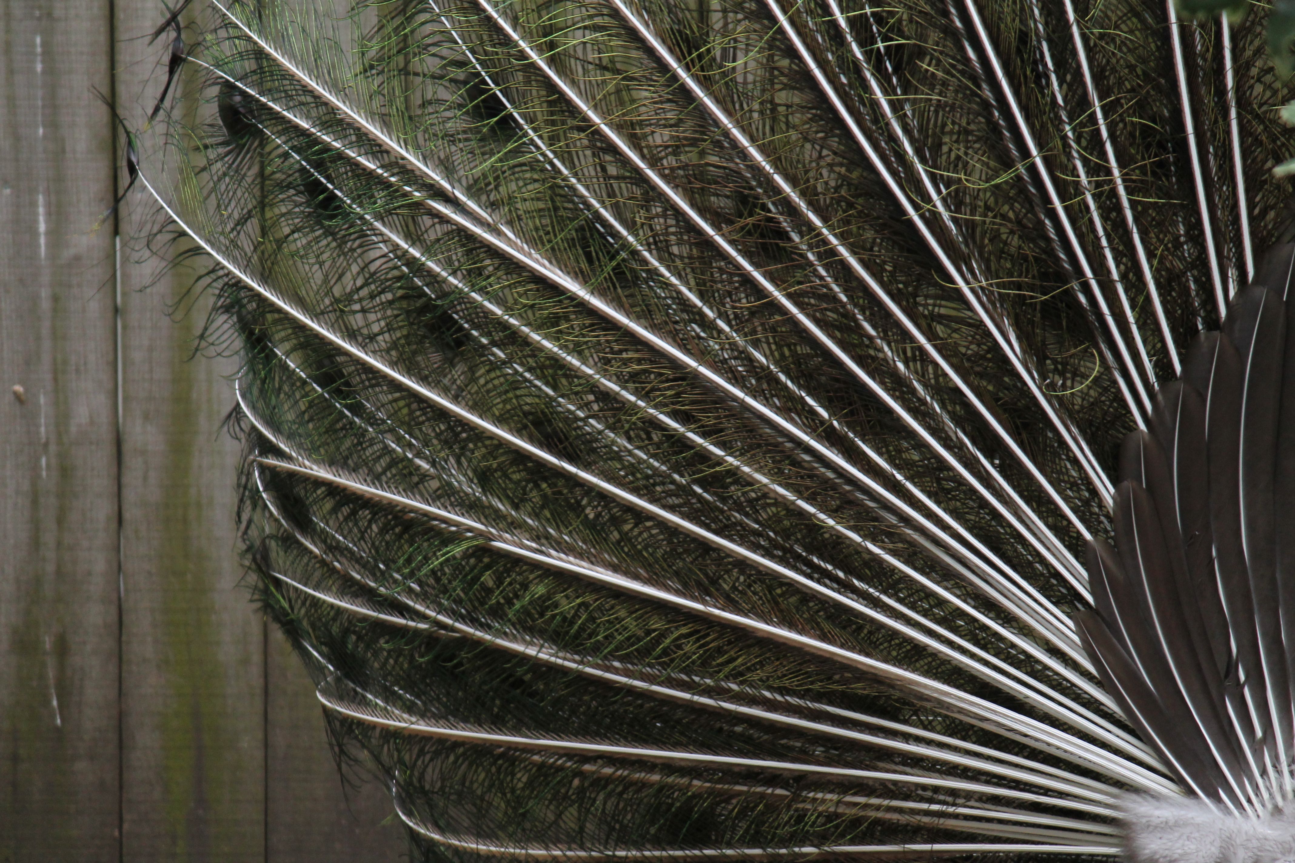 Free Stock Photo Of Peacock Peacock Feathers