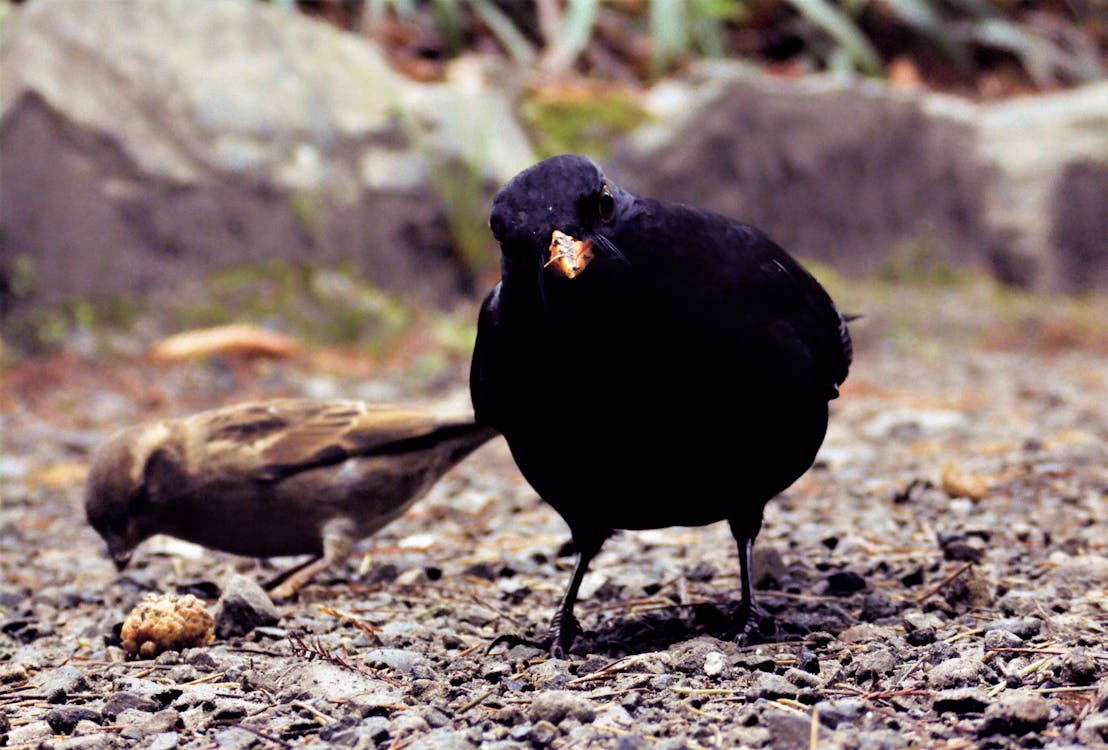 Free stock photo of animal, black, black bird Stock Photo