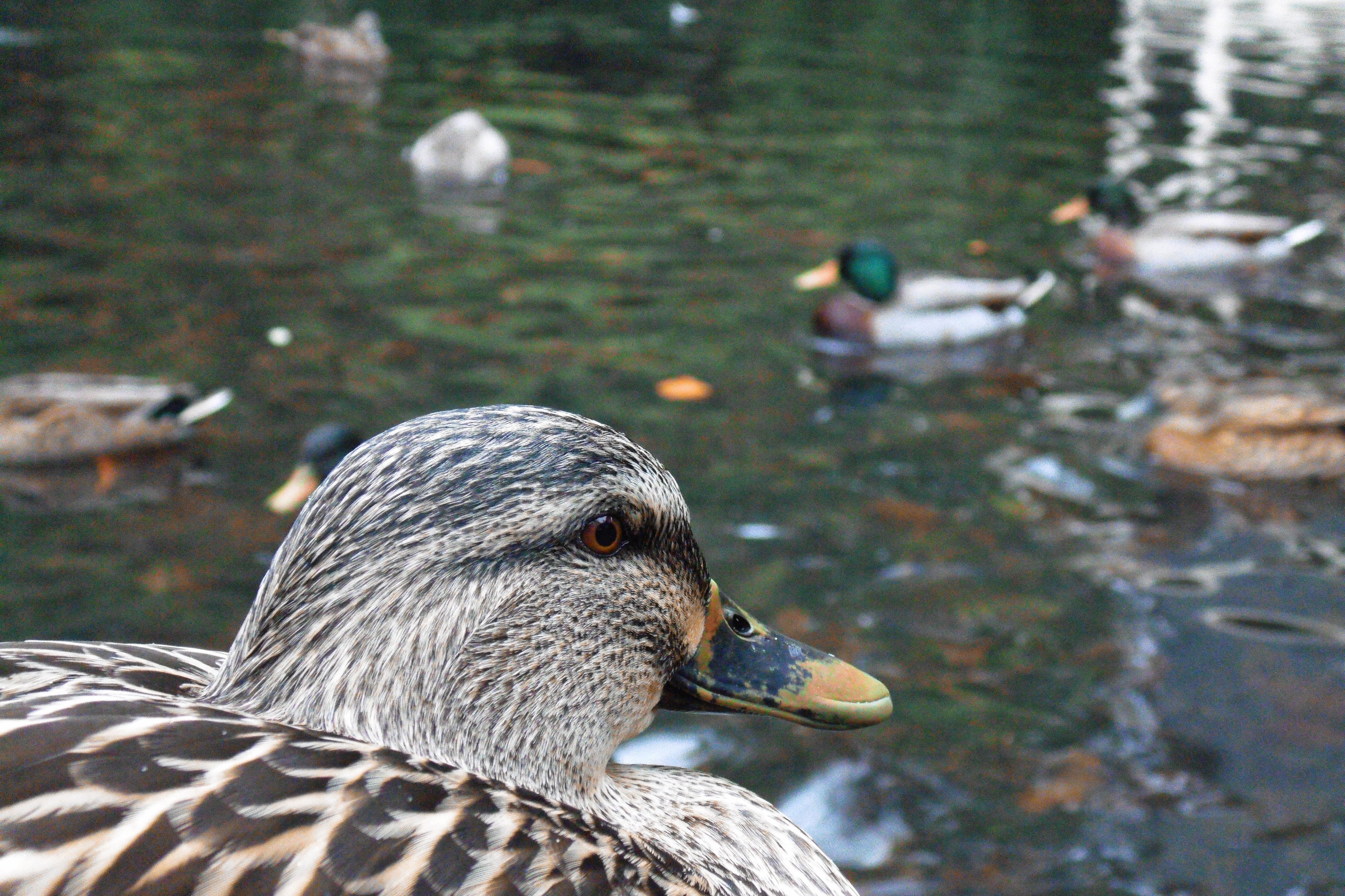 kostenloses-foto-zum-thema-baden-braun-enten