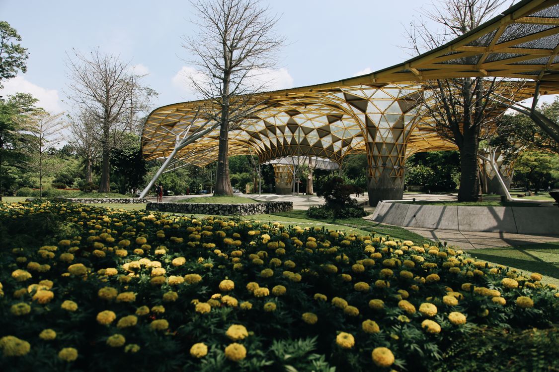 Free Yellow Flowers in Garden in Kuala Lumpur Stock Photo
