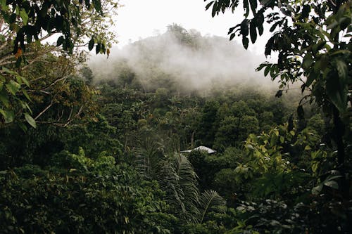 Bezpłatne Darmowe zdjęcie z galerii z drzewa, dżungla, fotografia przyrodnicza Zdjęcie z galerii