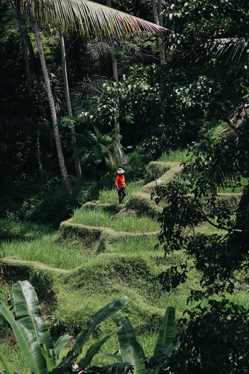 Free A farmer walking through lush green rice terraces, surrounded by tropical trees in Bali. Stock Photo