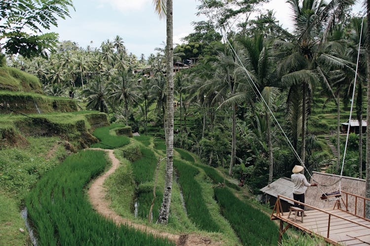 Terraced Fields And Palm Trees