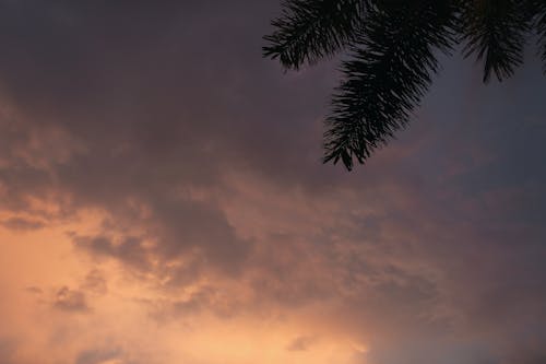 Palm Tree Under Gloomy Sky