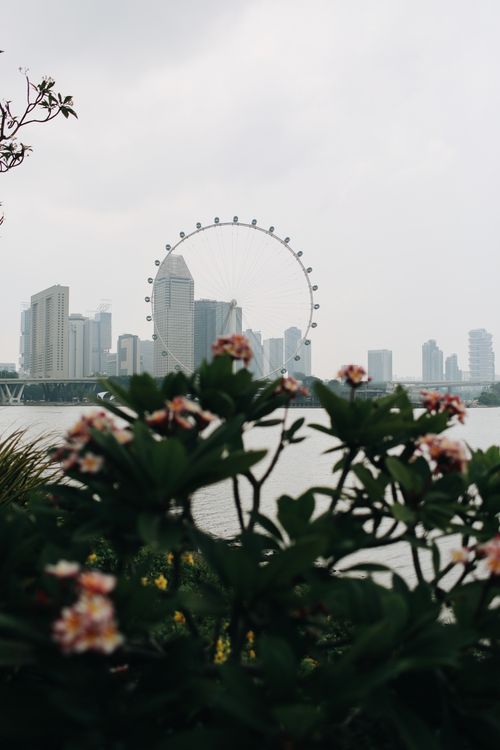 Free Urban landscape with Singapore skyline and Ferris wheel framed by blooming flowers. Stock Photo