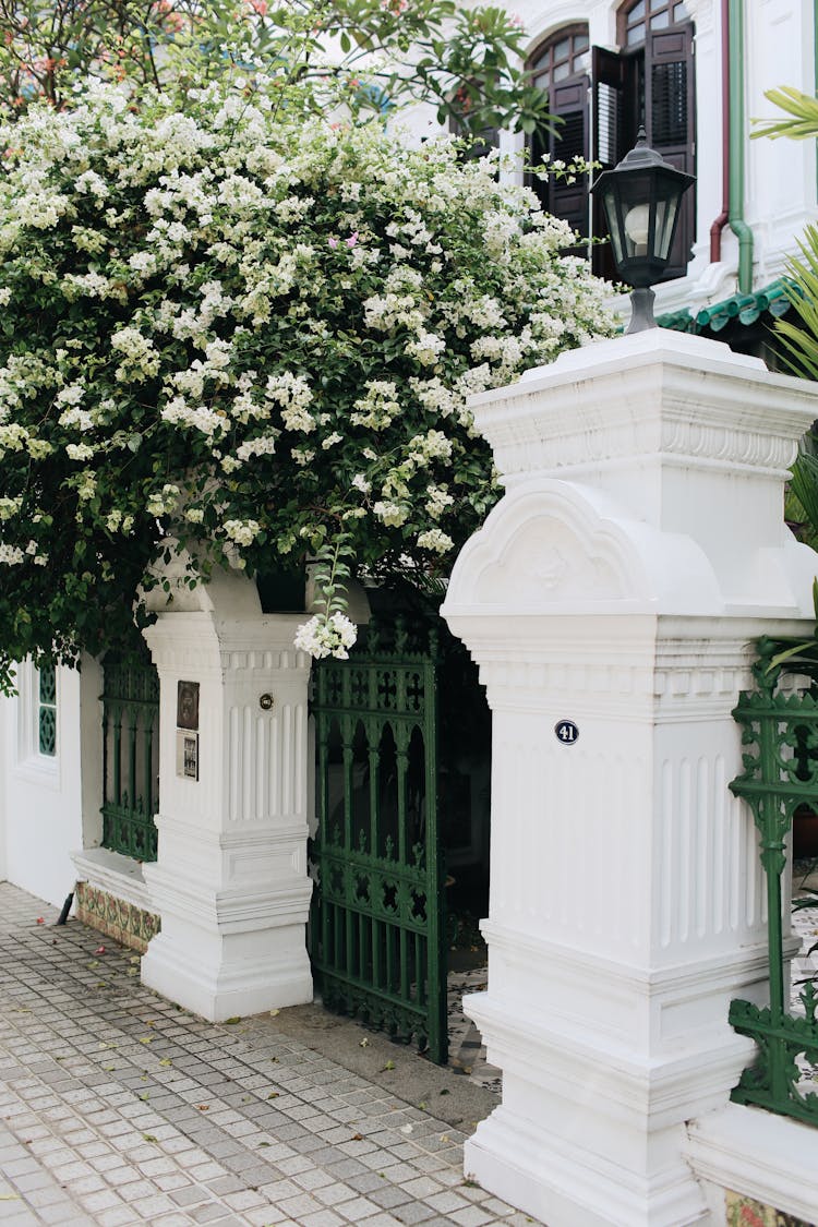 Plant With White Flowers Near The Gate Of A House