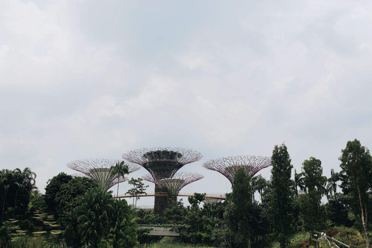 Gardens by the Bay's Supertrees — one of the most ambitious pieces of urban design of the 21st century.