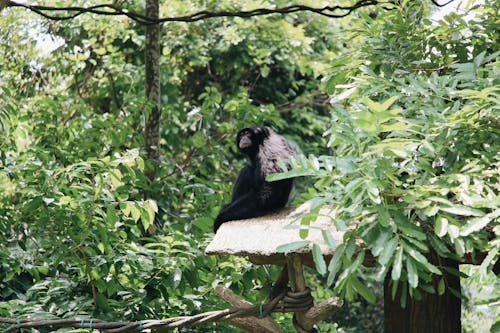 Kostenloses Stock Foto zu affe, bäume, blatt