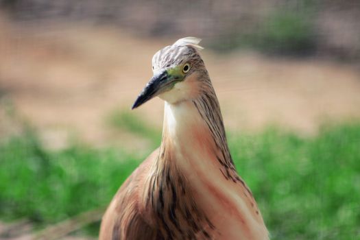 Selective Focus Photography of Brown Bird