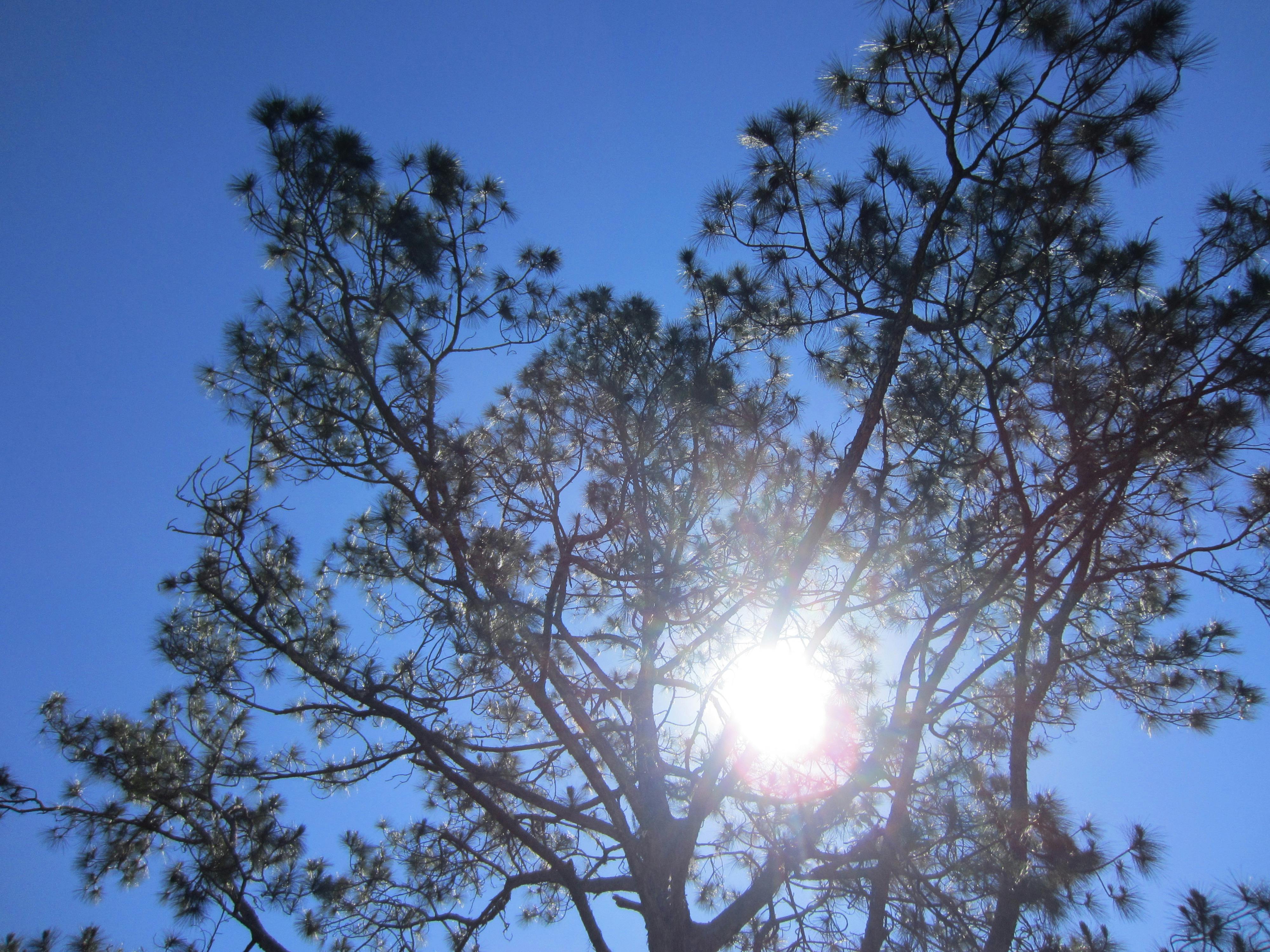 Free stock photo of albero, celo, sky