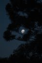 Low angle lush tree silhouette growing against luminous full moon and starless sky at dark night