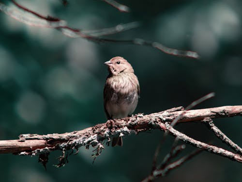 Curious small grey bunting bird sitting on leafless tree twig in forest and looking at camera