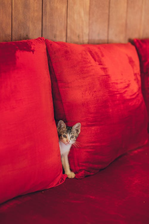 Funny curious little kitten hiding between red pillows on comfortable sofa and looking at camera