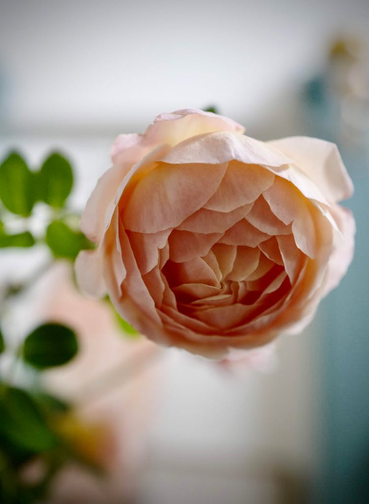 Fresh Fragrant English Rose In Vase