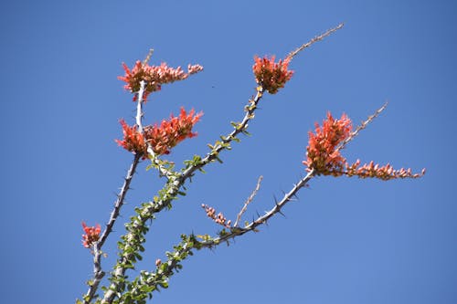 Free stock photo of blossoms, ocotillo