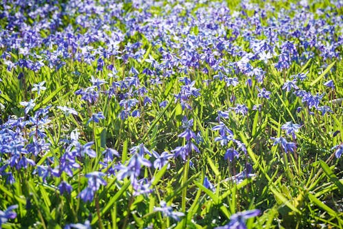 Photos gratuites de ensoleillement, fleurs des champs, herbe