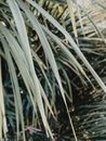 Close-Up Photo of Sedge Leaves