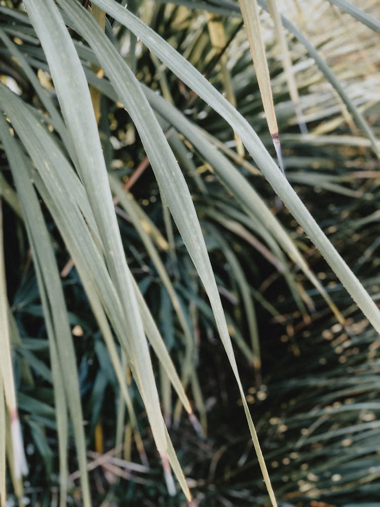 Close-Up Photo Of Sedge Leaves