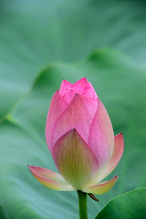Ücretsiz Pembe çiçeğin Seçici Odağı Stok Fotoğraflar