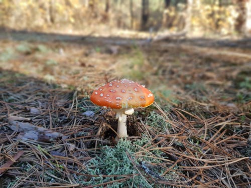 Foto stok gratis beracun, jamur hutan