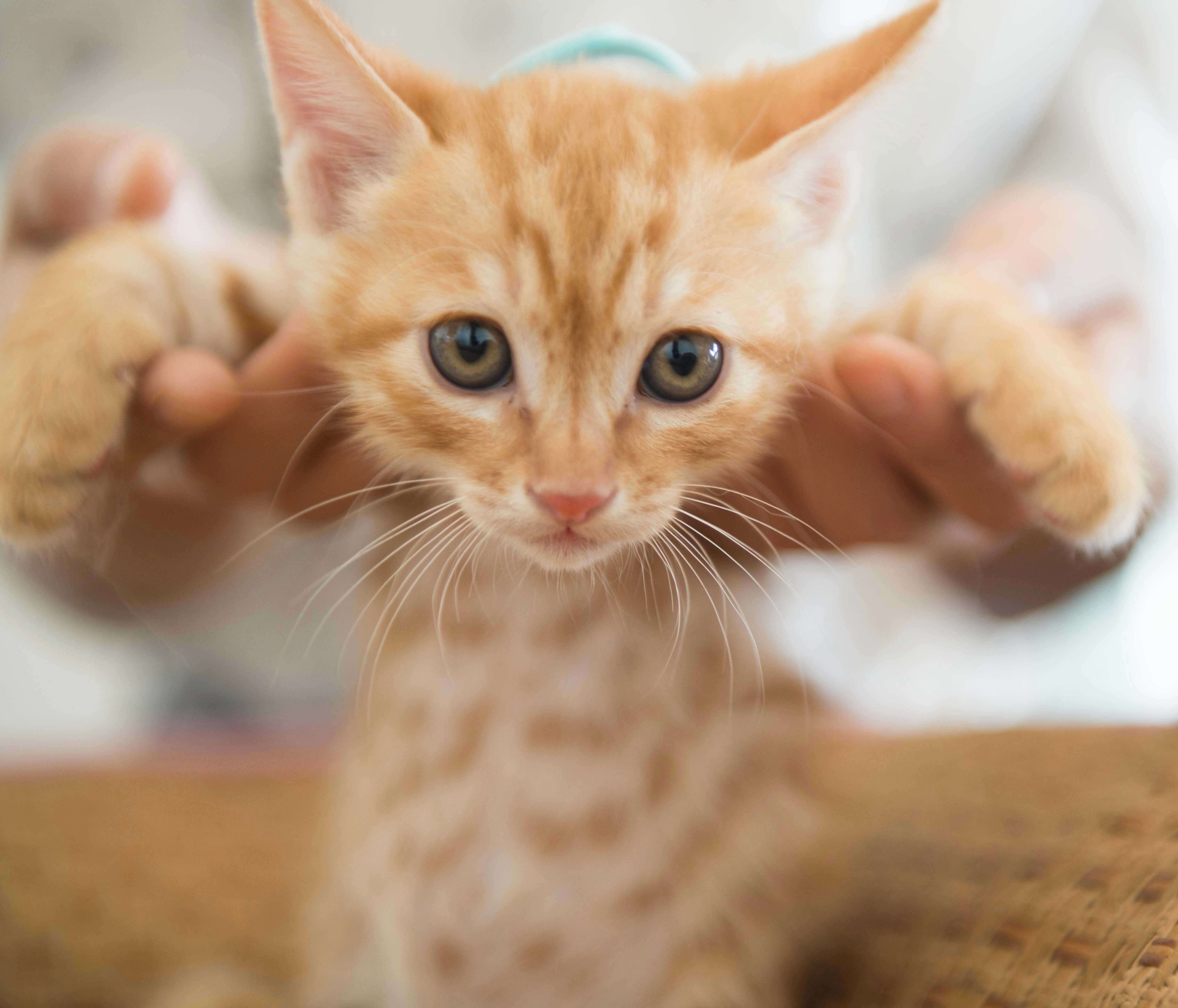 可愛い 小さい 猫の無料の写真素材