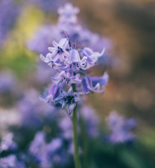 Free Closeup of gentle vivid purple Spanish bluebell flowers growing in meadow on sunny spring day Stock Photo