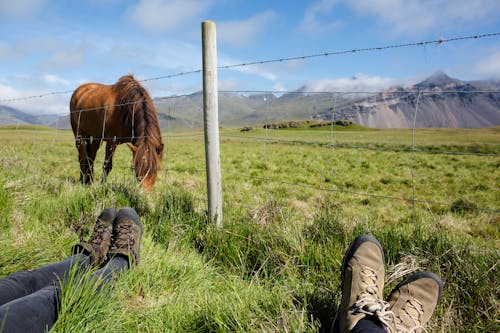 Imagine de stoc gratuită din animale domestice, câmp de iarbă, la țară