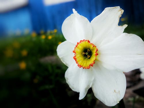 Безкоштовне стокове фото на тему «білий, Віньєтка, квітка»