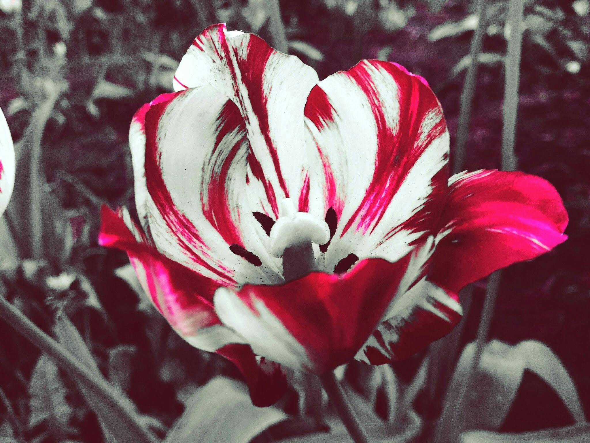 fate樱花动漫，fate樱花动漫第二季