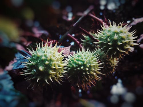 Free stock photo of chestnut, green, prickly Stock Photo