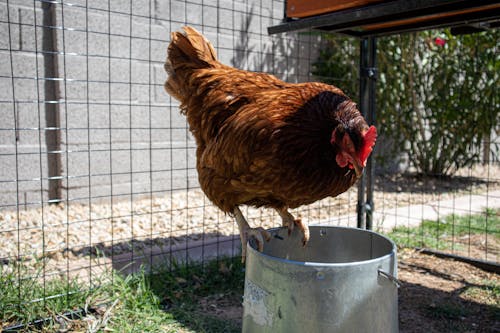 Free stock photo of chicken, coop, farm animal