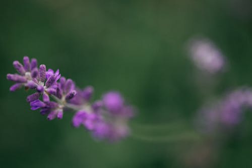 Free stock photo of blooming lavender, botanical, garden Stock Photo