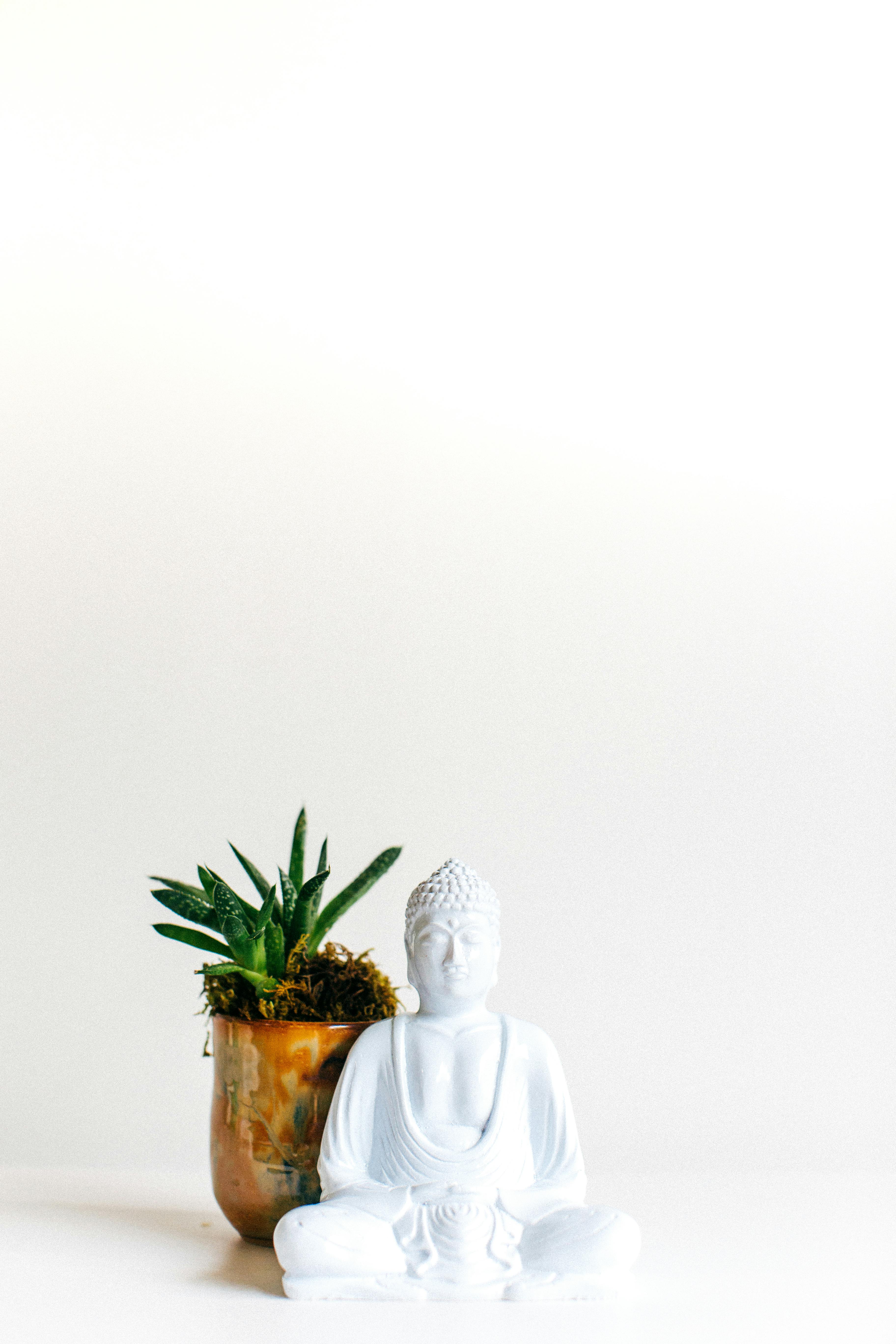 A serene white Buddha statue beside a small green potted plant on a white background.