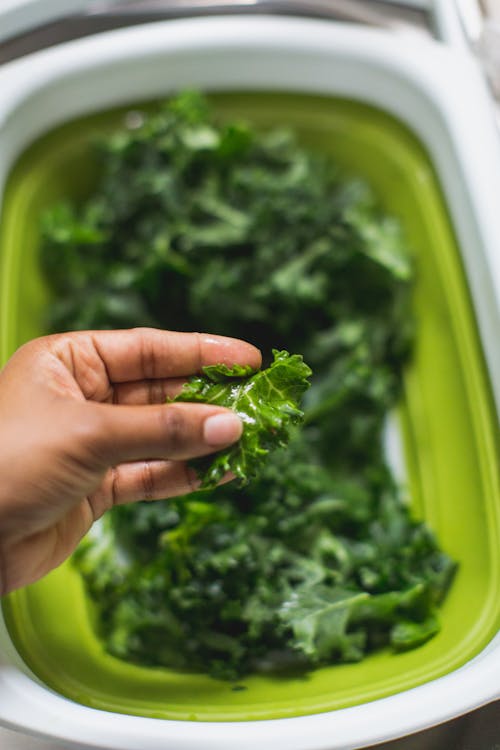 Free Kale Leaf held by a Person  Stock Photo