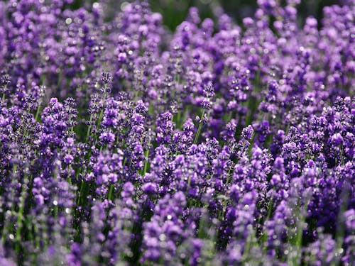 Closeup of bright purple field of delicate aromatic lavender flowering plant growing on sunny day