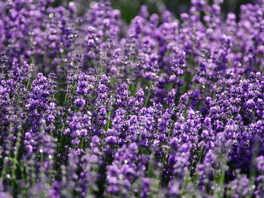 purple lavender blooms in a sunny garden bed - best plants to repel mosquitoes and flies purple lavender blooms in a sunny garden bed - best plants to repel mosquitoes and flies