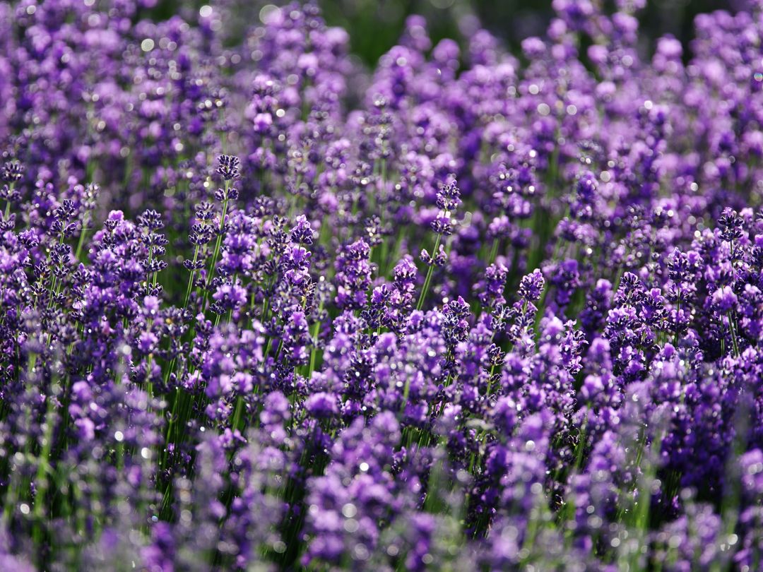 Lavanda inflorita in prim-plan, planta emblema a familiei aromatice - Little Paris Atelier