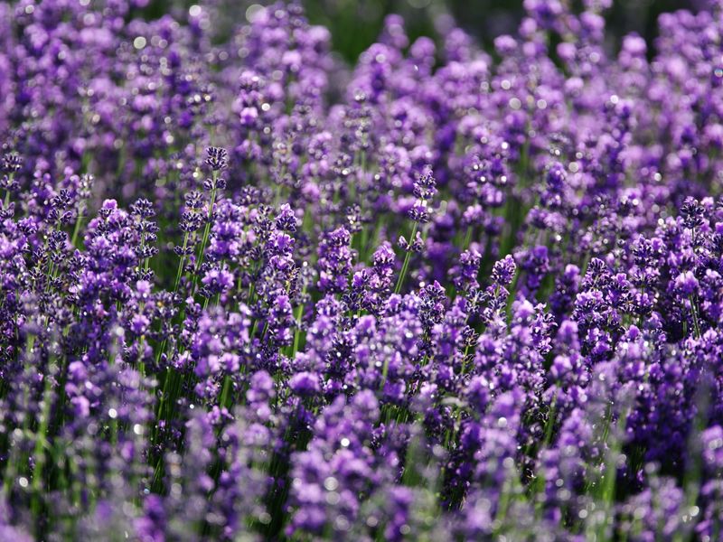 lavender field delivery Croatia