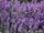 lavender background