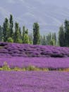 在宁静的山脉背景下，生机勃勃的薰衣草田绵延不绝，非常适合夏季景观