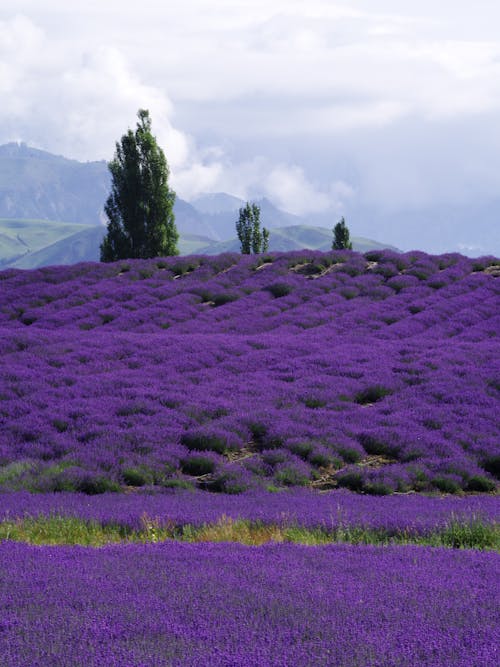 Gratis arkivbilde med åkre, bakgrunnsbilde, blomster