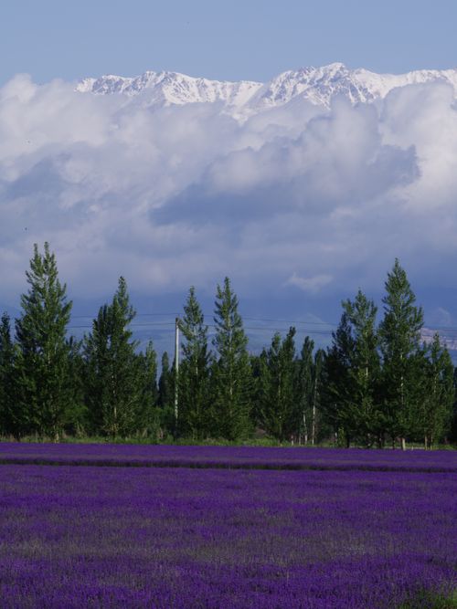 Free Beautiful lavender field with towering mountains and lush greenery underneath a cloudy sky. Stock Photo