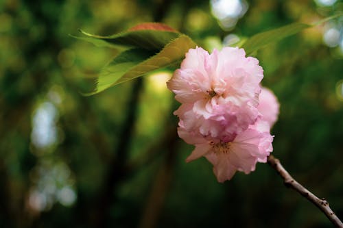 bahar, bitki, çiçeklenmek içeren Ücretsiz stok fotoğraf